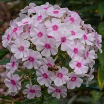 Phlox paniculata Europa atrage insectele polenizatoare. 