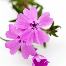 Floare gingașă de Phlox subulata Alexander's Surprise.