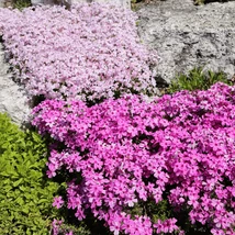 Floare gingașă de Phlox subulata Alexander&#039;s Surprise.