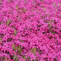 Florile de Phlox subulata au o culoare de roz intens. 