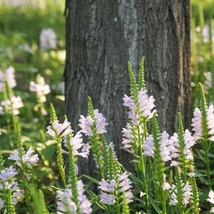 Răchițica albă plantată în jurul unui copac. 