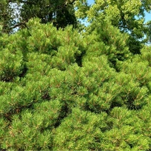 Pinus mugo XL - Pin de munte