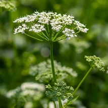 Frunzișul verde a plantei perene Aegopodium podagraria acoperă solul. 