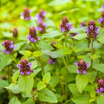 Prunella vulgaris - Busuioc de câmp