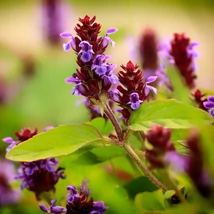 Prunella vulgaris - Busuioc de câmp