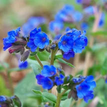 Pulmonaria Blue Ensign cu flori albastre. 