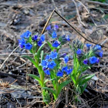 Pulmonaria Blue Ensign cu flori albastre. 