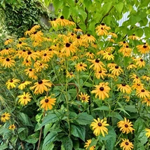 Rudbeckia fulgida plantat într-un strat peren. 