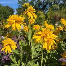 Florile deosebite, viu colorate ale plantei perene Rudbeckia nitida Herbstsonne.