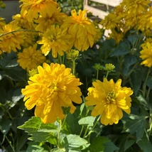 Florile deosebite, viu colorate ale plantei perene Rudbeckia nitida Herbstsonne.