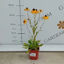 Rudbeckia fulgida plantat într-un strat peren. 