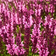 Salvia ornamentală Rose Marvel plantată într-un grup. 