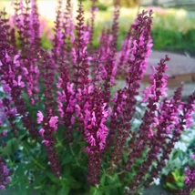 Inflorescențele salviei ornamentale. 