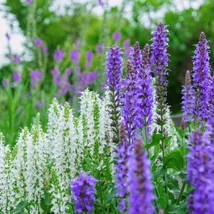 Înflorirea salviei de pădure. 