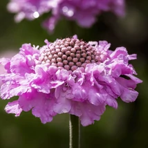 Inflorescența scabiosei Pink Mist. 