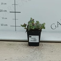 Iarba grasă înflorită  plantată într-un ghiveci. 