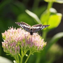 Sedum spectabile atrage fluturii. 