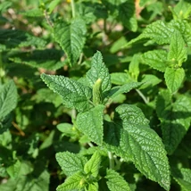Teucrium hyrcanicum CS9 