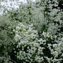 Thalictrum delavayi Splendide White cu înflorire abundentă. 