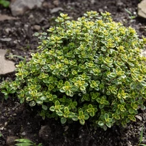 Frunzișul cimbrișorului cu aromă de lămâie. 