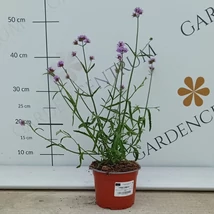 Verbena bonariensis Lollipop - Verbena Lollipop