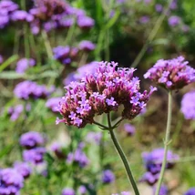Verbena bonariensis K2 