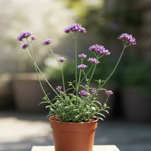 Verbena bonariensis K2 
