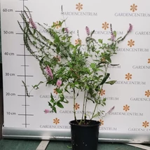 Veronica cu flori roz este o plantă perenă recunoscătoare. 