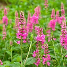 Veronica longifolia Rotfuchs decorează cu flori roz în timpul verii.