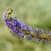 Inflorescențele violet-albăstrui ale plantei perene Veronicastrum virginicum Fascination.