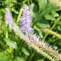 Veronicastrum virginicum Lavendelturm  decorează cu inflorescențe lungi, care se înaltă deasupra frunzișsului. 