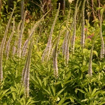 Veronicastrum virginicum Lavendelturm  decorează cu inflorescențe lungi, care se înaltă deasupra frunzișsului. 