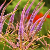 Florile plantei Veronicastrum virginicum Red Arrows.