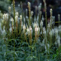 Veronicastrum virginicum Album în timpul înfloririi. 