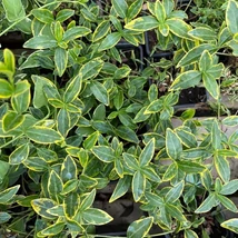 Florile și frunzele decorative ale saschiului variegat Blue and Gold. 