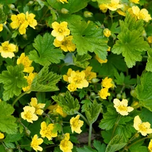 Flori galbene de Waldsteinia ternata