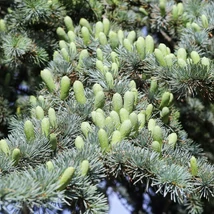 Cedrus atlantica Glauca K5 - Cedru atlantic albastru