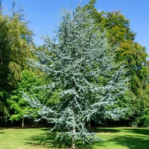 Cedrus atlantica Glauca K5 - Cedru atlantic albastru