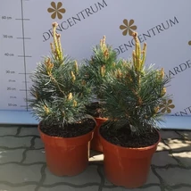 Pinus sylvestris Chantry Blue în luna aprilie. 