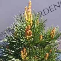 Pinus sylvestris Chantry Blue în luna aprilie. 