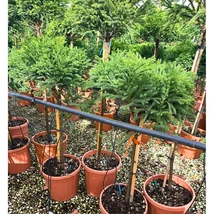 Cryptomeria MT - Cedru japonez cu trunchi înalt