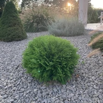 Îngrășământ NPK Gardencentrum pentru plante veșnic verzi