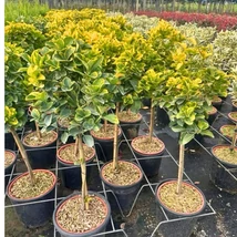 Euonymus japonicus Aureomarginatus MT - Salbă japoneză cu trunchi