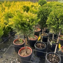 Cupressocyparis leylandii Gold Rider MT - Chiparos leylandi galben cu trunchi