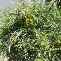 Pinus strobus Green Twist crescut pe trunchi. 