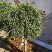 Pinus strobus Green Twist crescut pe trunchi. 