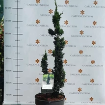Dimensiunea de livrare a chiparosului Wissel's Saguaro de la Gardencentrum.net.