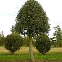 Ilex crescut pe un trunchi înalt este o plantă solitară excelentă. 