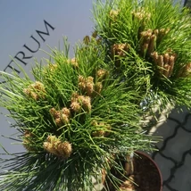 Pinus nigra Marie Brégeon pe trunchi înalt de 50 cm, în pepiniera noastră, în luna aprilie. 