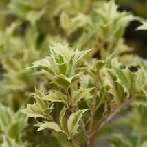 Forma și aspectul frunzelor pestrițe ale arbustului Osmanthus heterophyllus 'Variegatus' văzute de aproape.